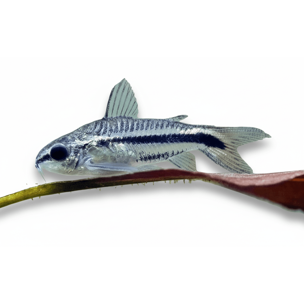 Corydoras Pygmeus