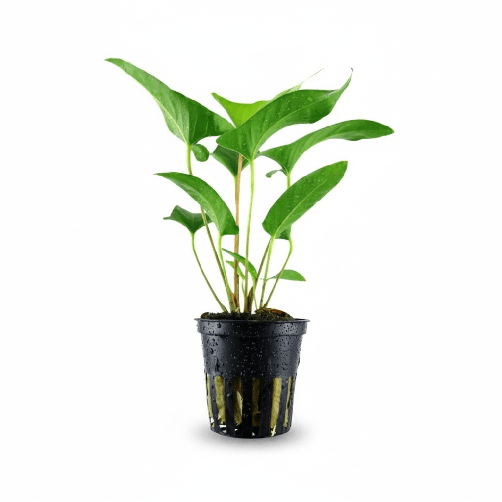 Anubias gracilis