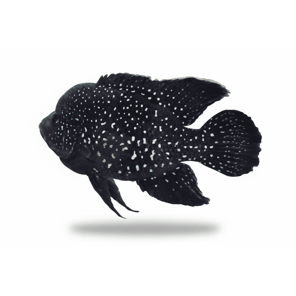 Paratilapia Polleni L