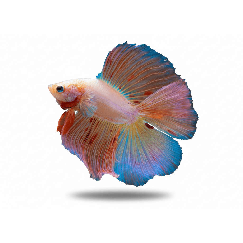 Betta Splendens Doubletail