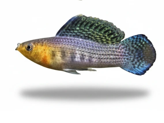 Poecilia Latipinna