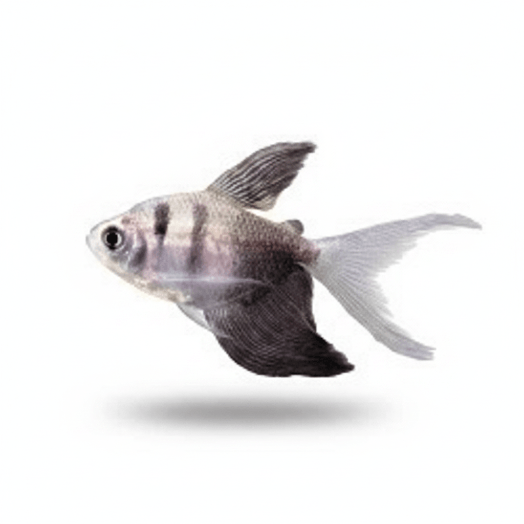 Gymnocorymbus Ternetzi