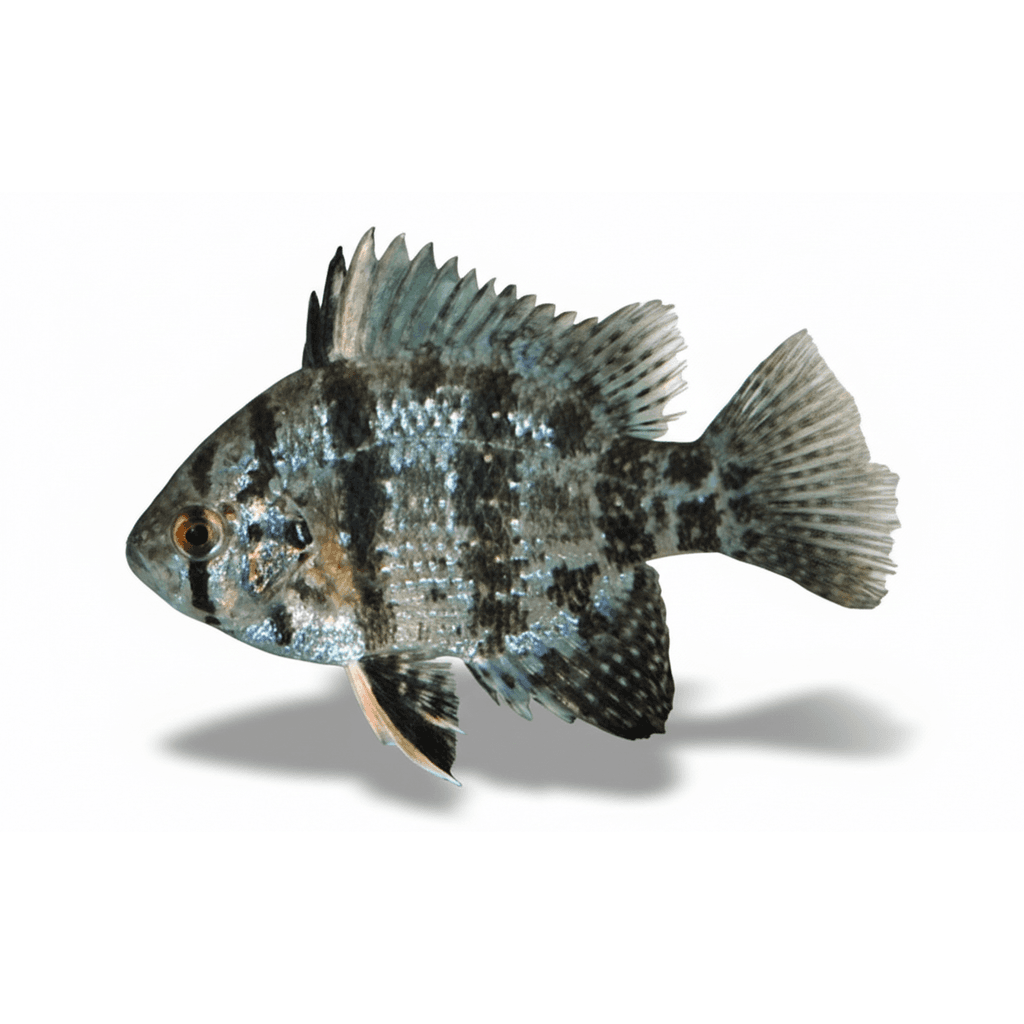 Enneacanthus chaetodon