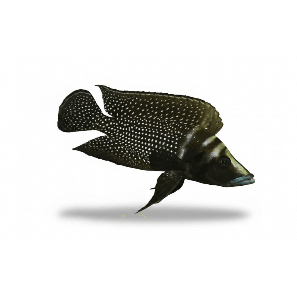 Altolamprologus Calvus Black Moba F1 4-5cm