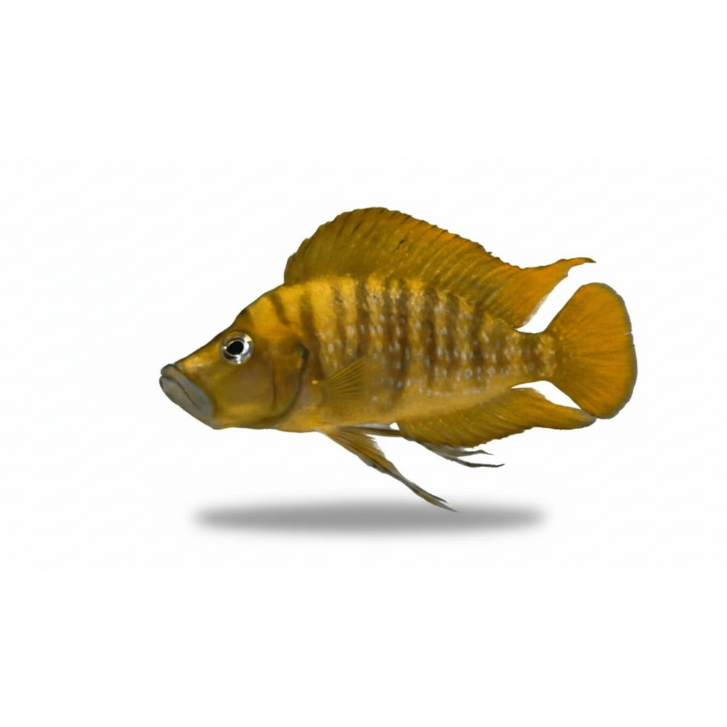 Altolamprologus Compressiceps Gold