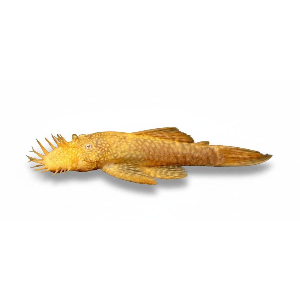 Ancistrus Albino S