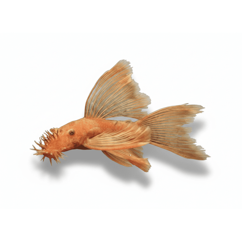 Ancistrus Dolichopterus "Red" longfin