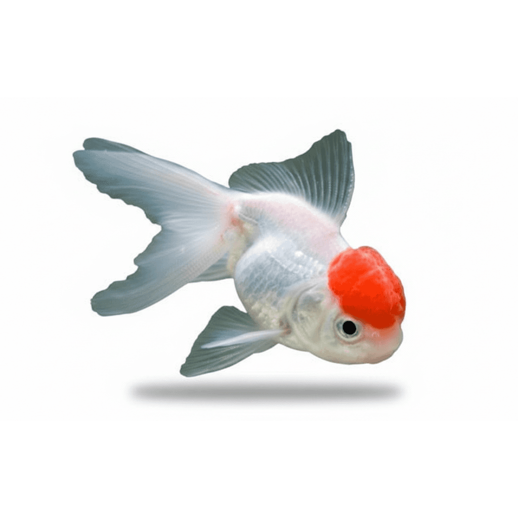Carassius Auratus