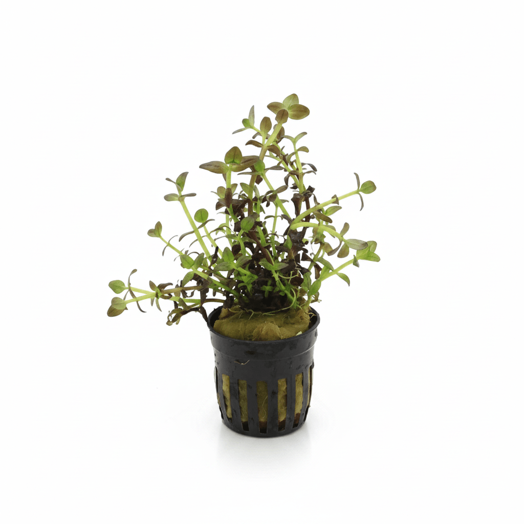 Bacopa salzmanni purple