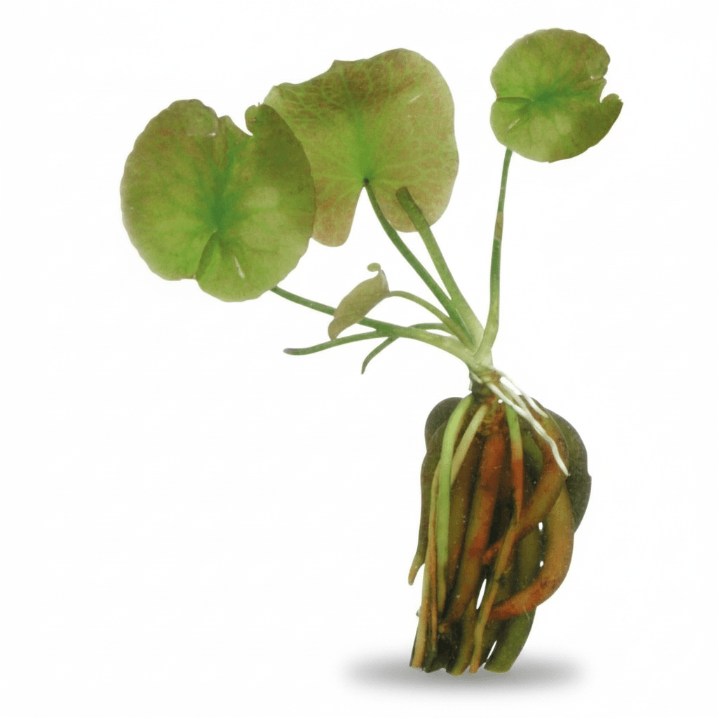 Nymphoides Aquatica