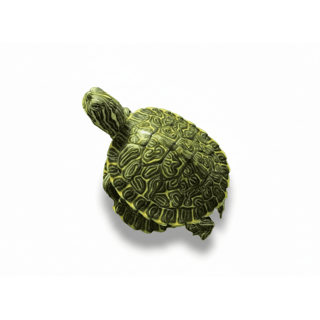 Pseudemys Concina Hieroglyphica