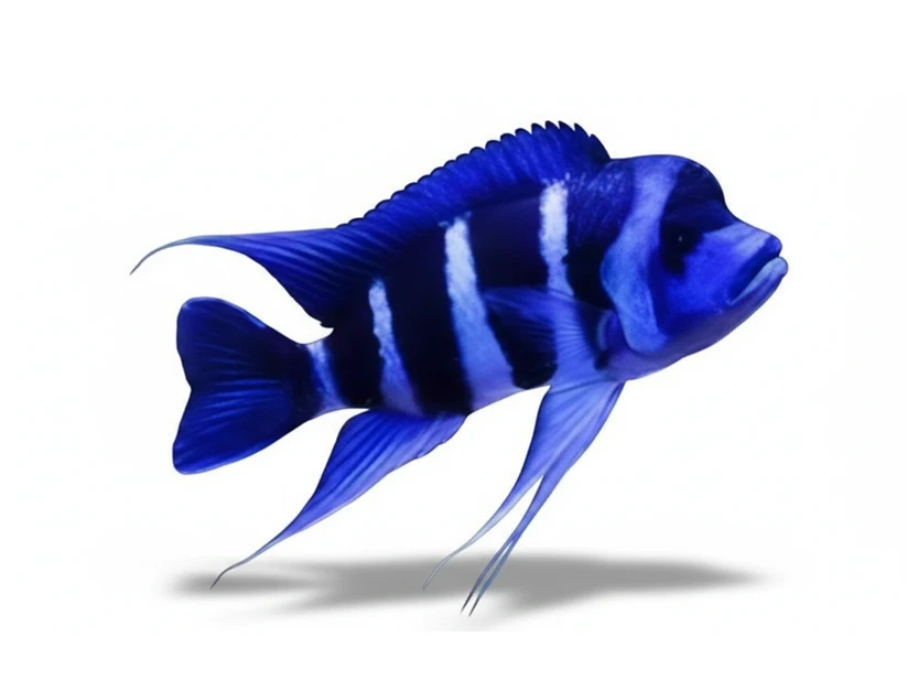 Cyphotilapia Frontosa Blue Zambia