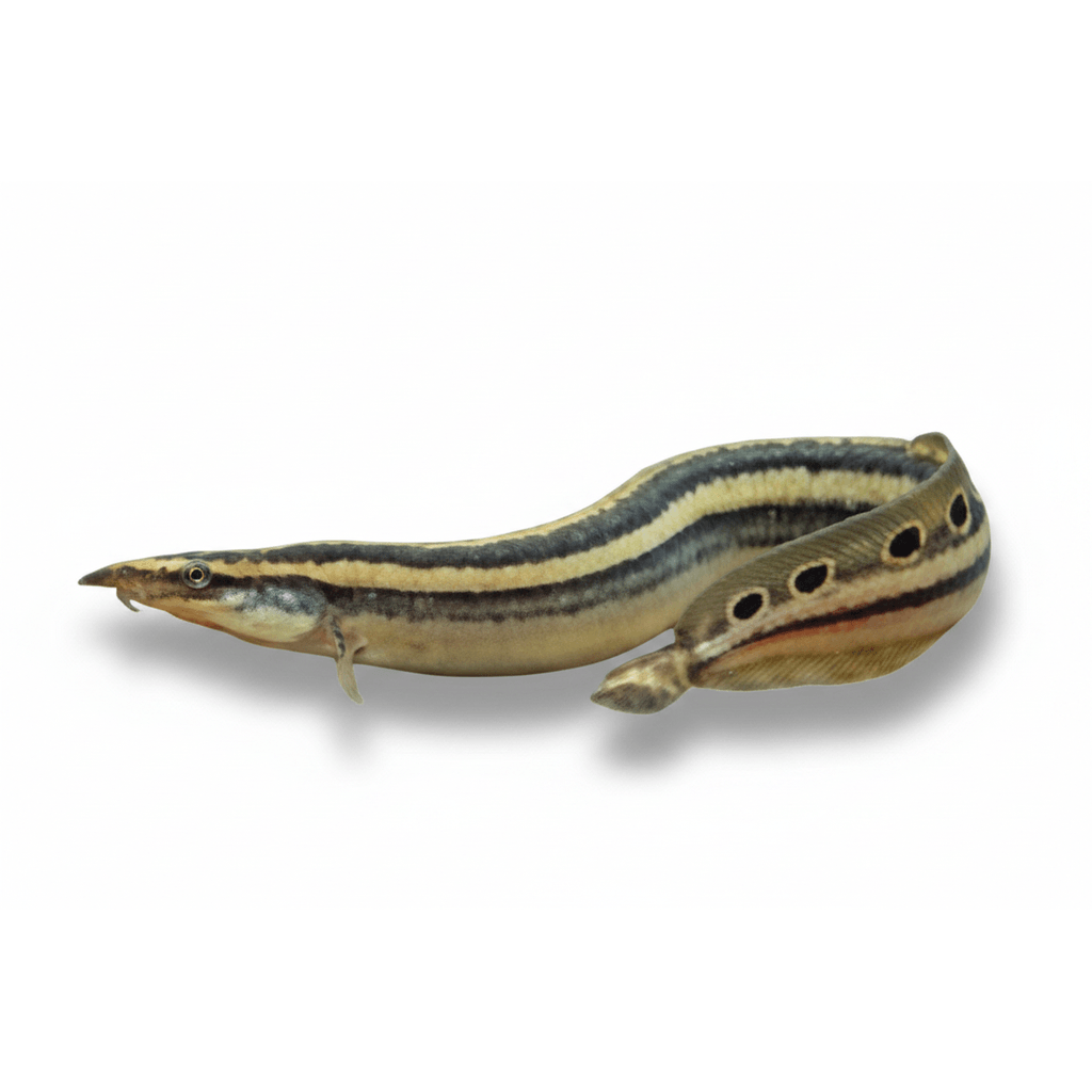 Macrognathus Aral