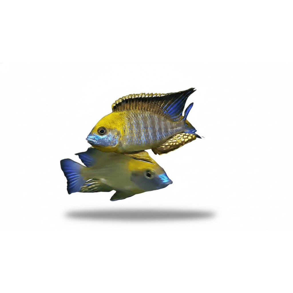 Lethrinops Gold Harbour L