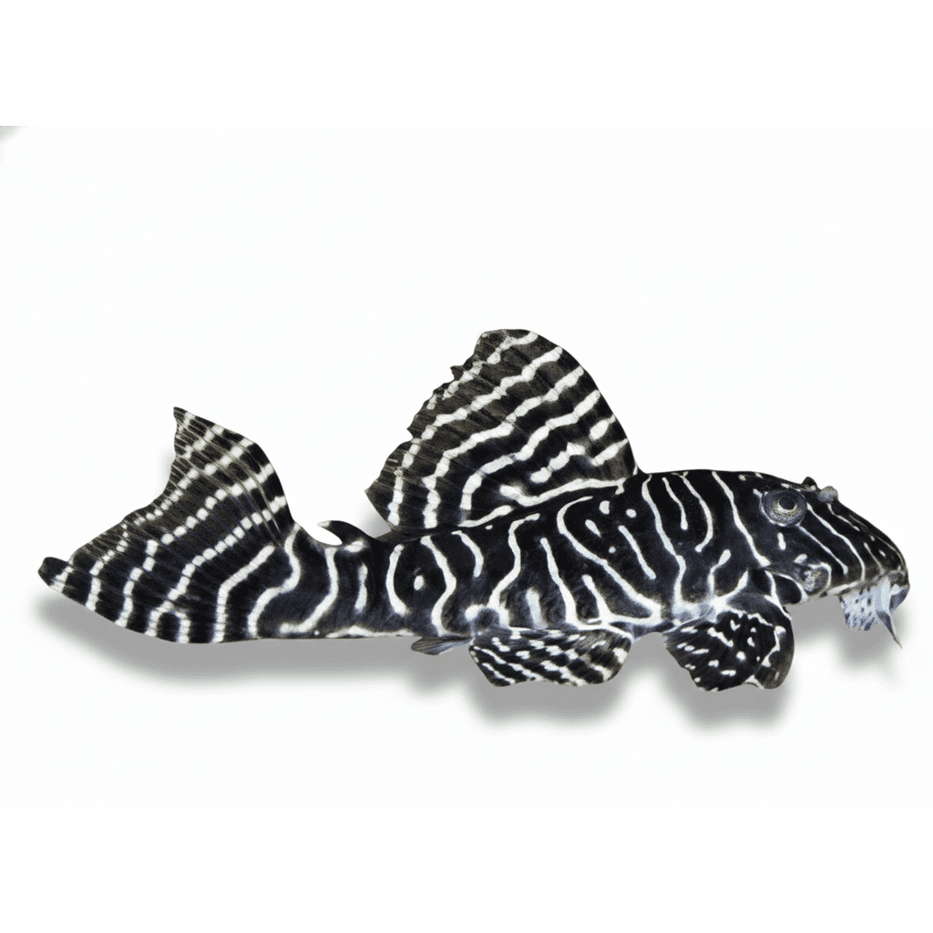 L333 Hypancistrus L
