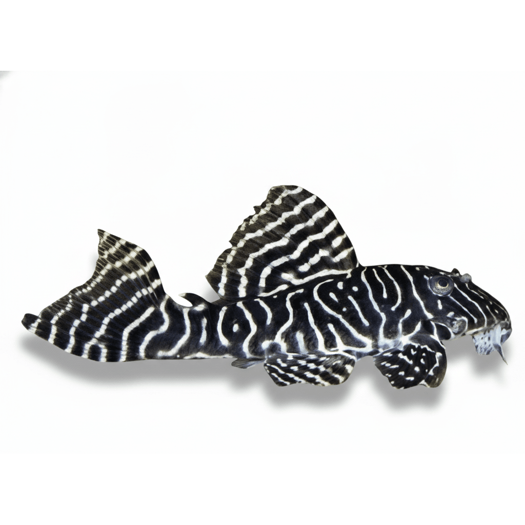 L333 Hypancistrus L