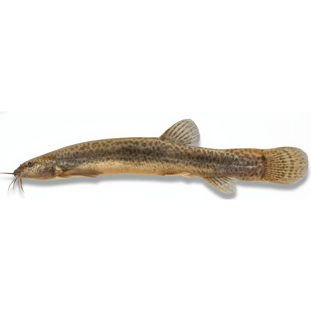 Misgurnus Anguillicaudatus