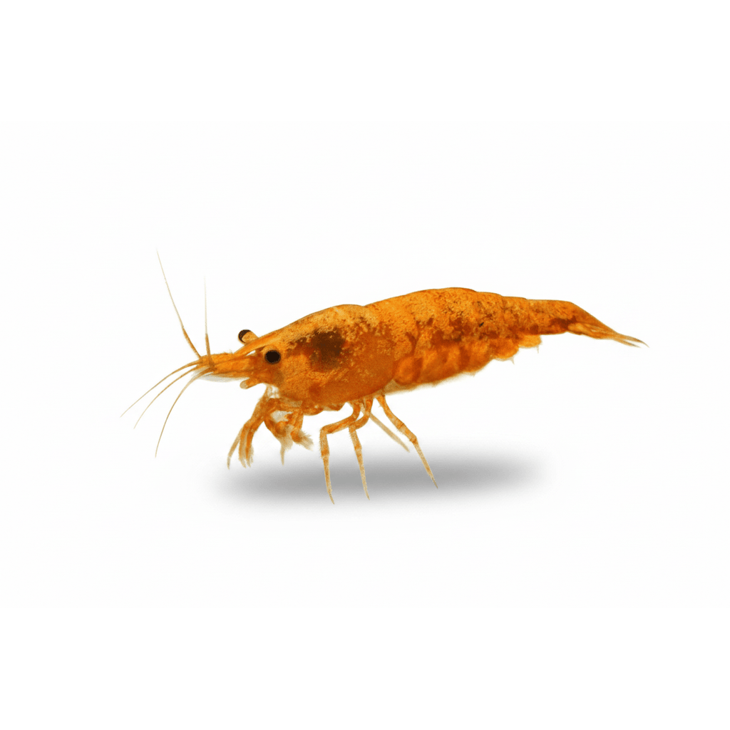 Neocardina davidi sunkist gold power