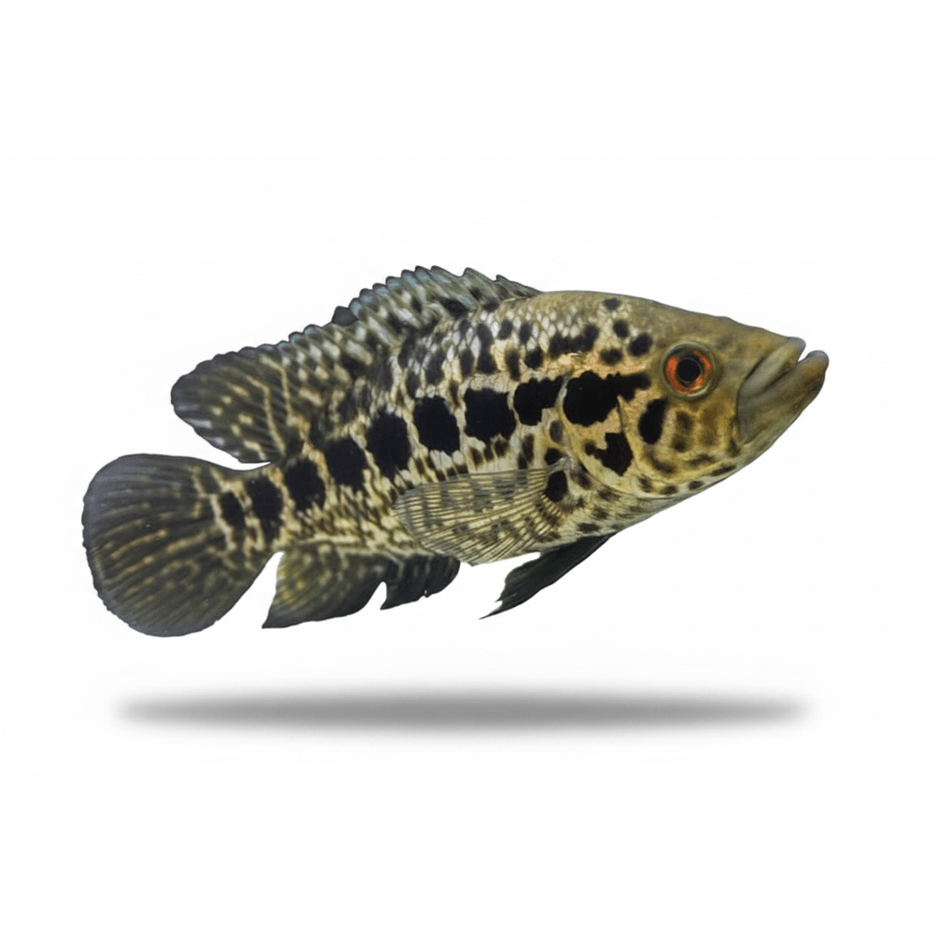 Parachromis Managuense jaguar 6-8cm
