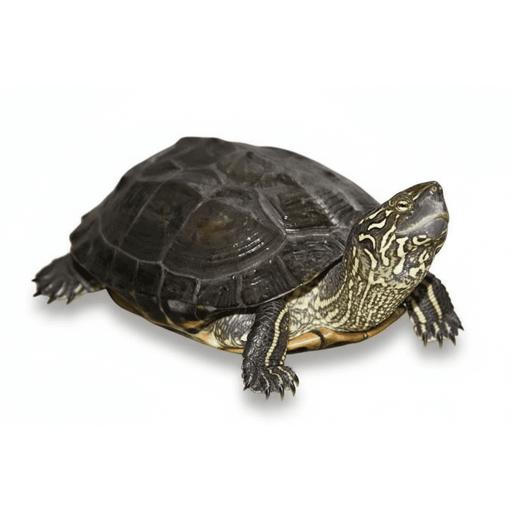 mauremys reevesii