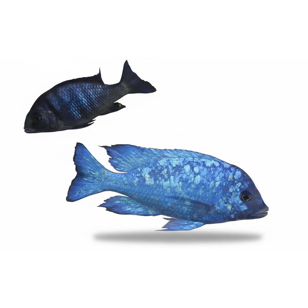 Placidochromis Phenochillus Tanzania L