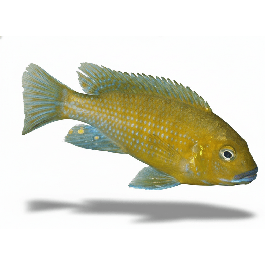 Pseudotropheus Williamsi Blue Lips