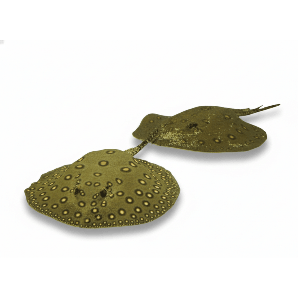 Potamotrygon Motoro