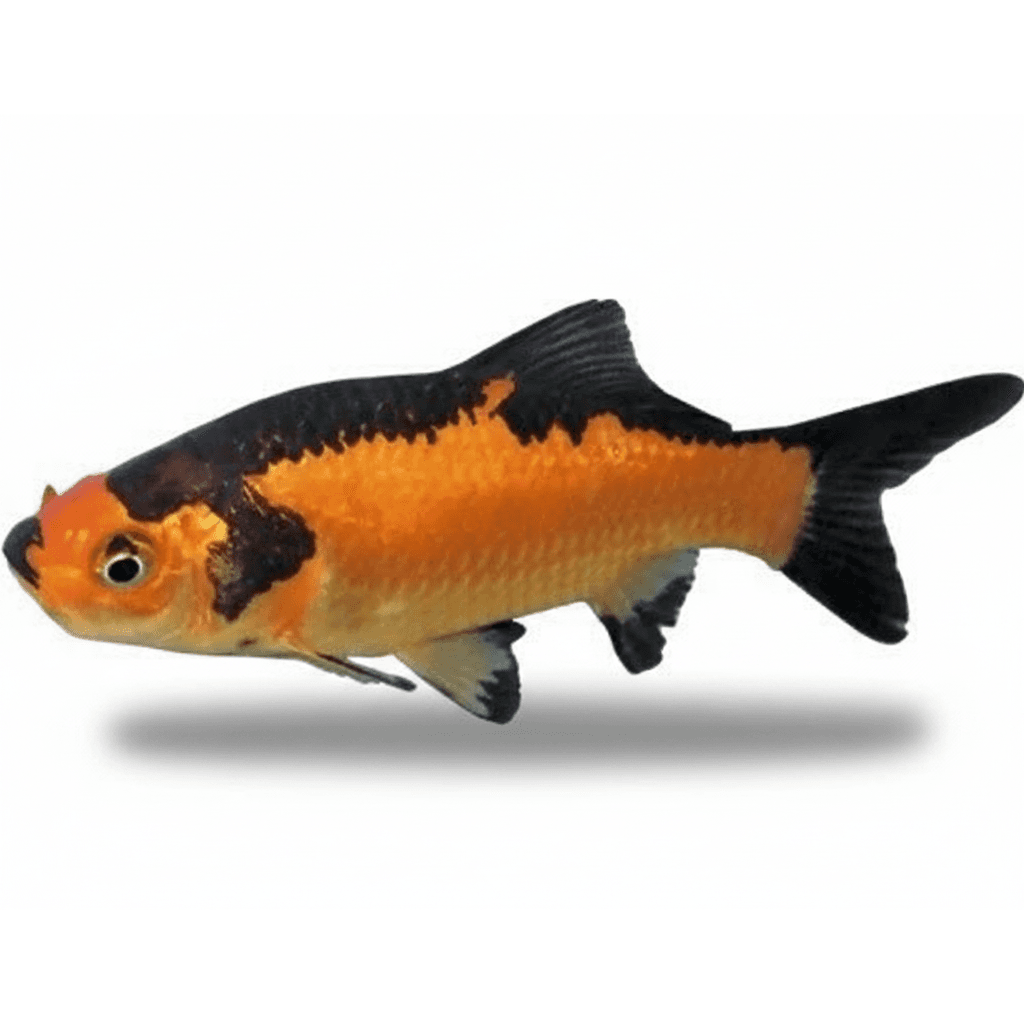 Carassius Auratus