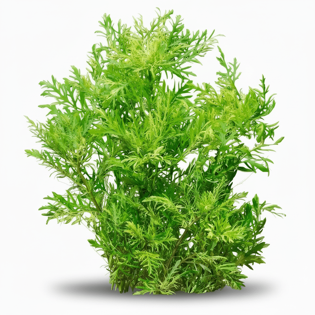 Hygrophila Difformis