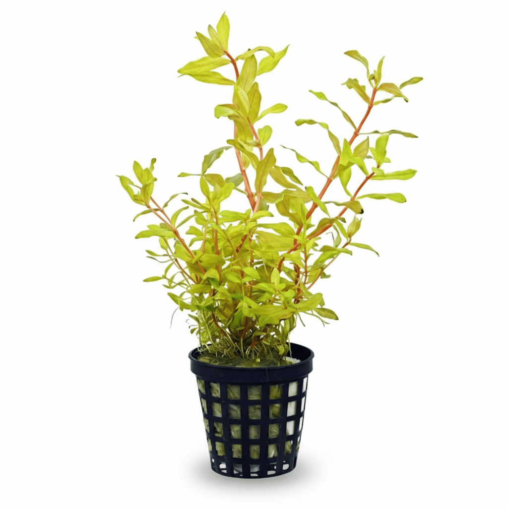 Ammania Pedicellata Gold