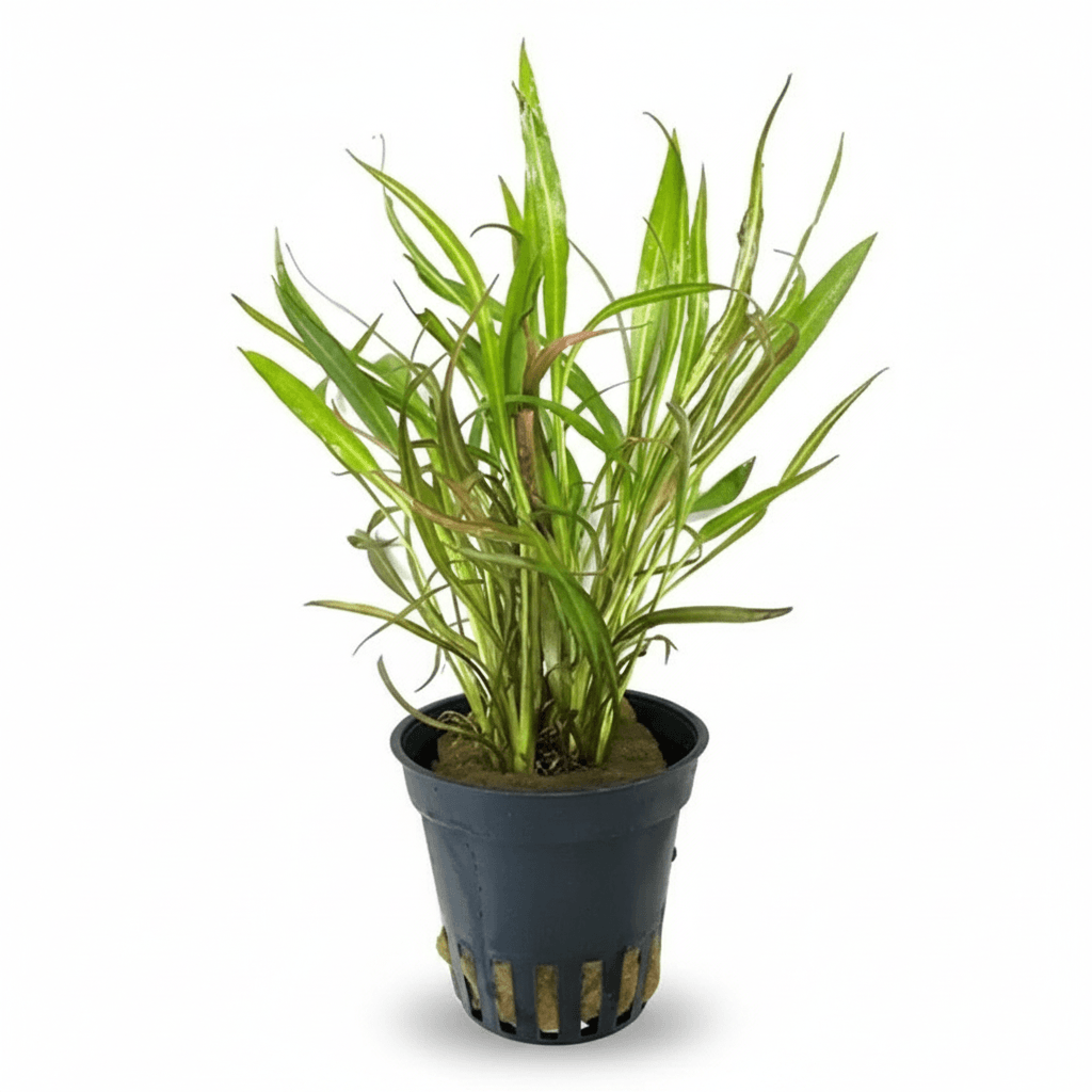 Cryptocoryne Pink Panther
