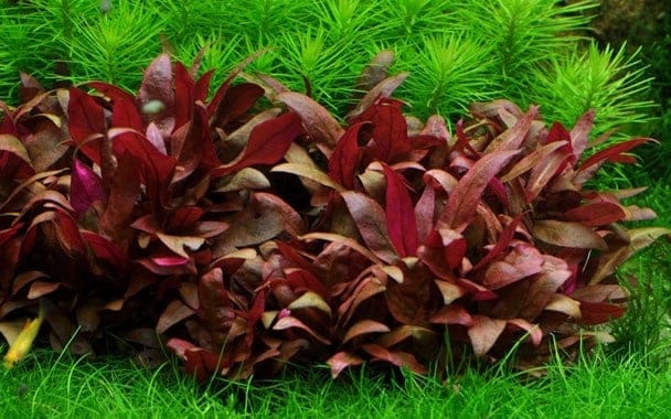 Alternanthera Reineckii 'Mini'