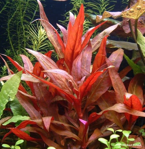 Alternanthera rosaefolia