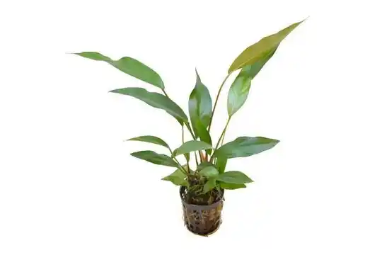 Anubias lanceolata