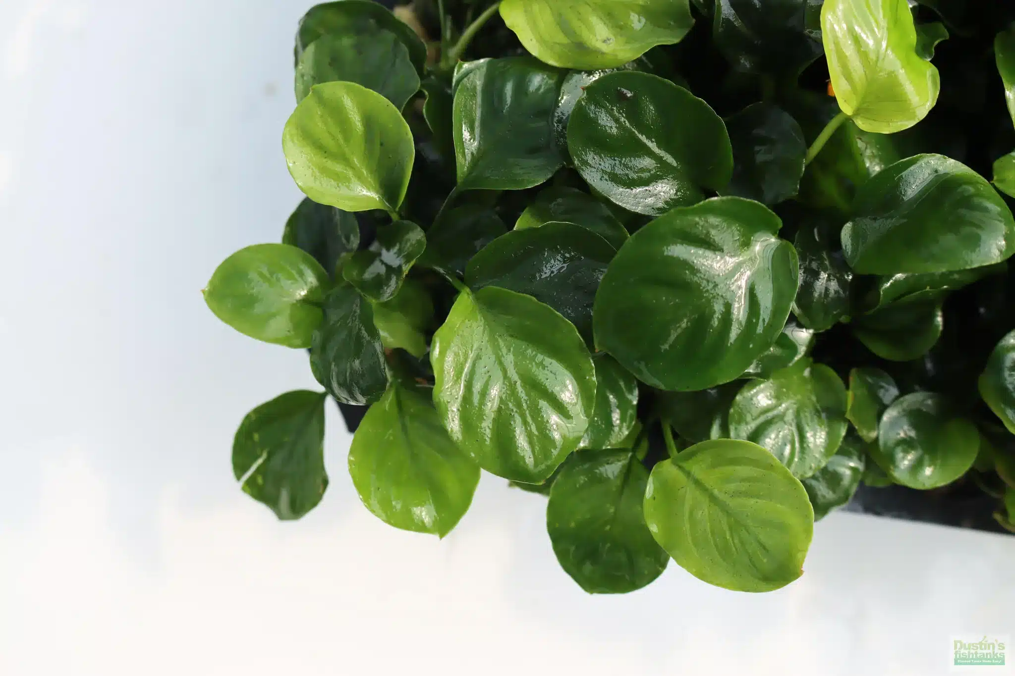 Anubias nana Coin