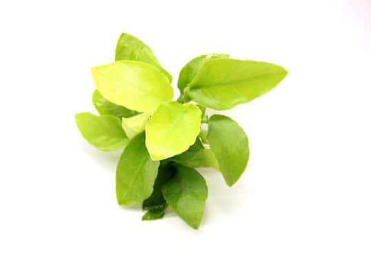 Anubias Nana 'Gold'