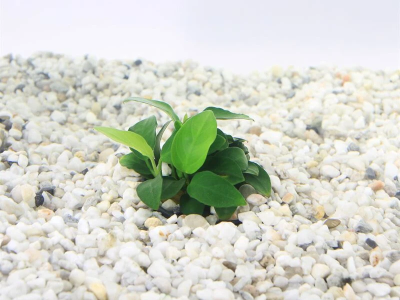 Anubias Nana Petite