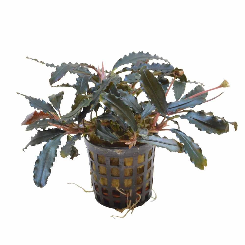 Bucephalandra Biblis