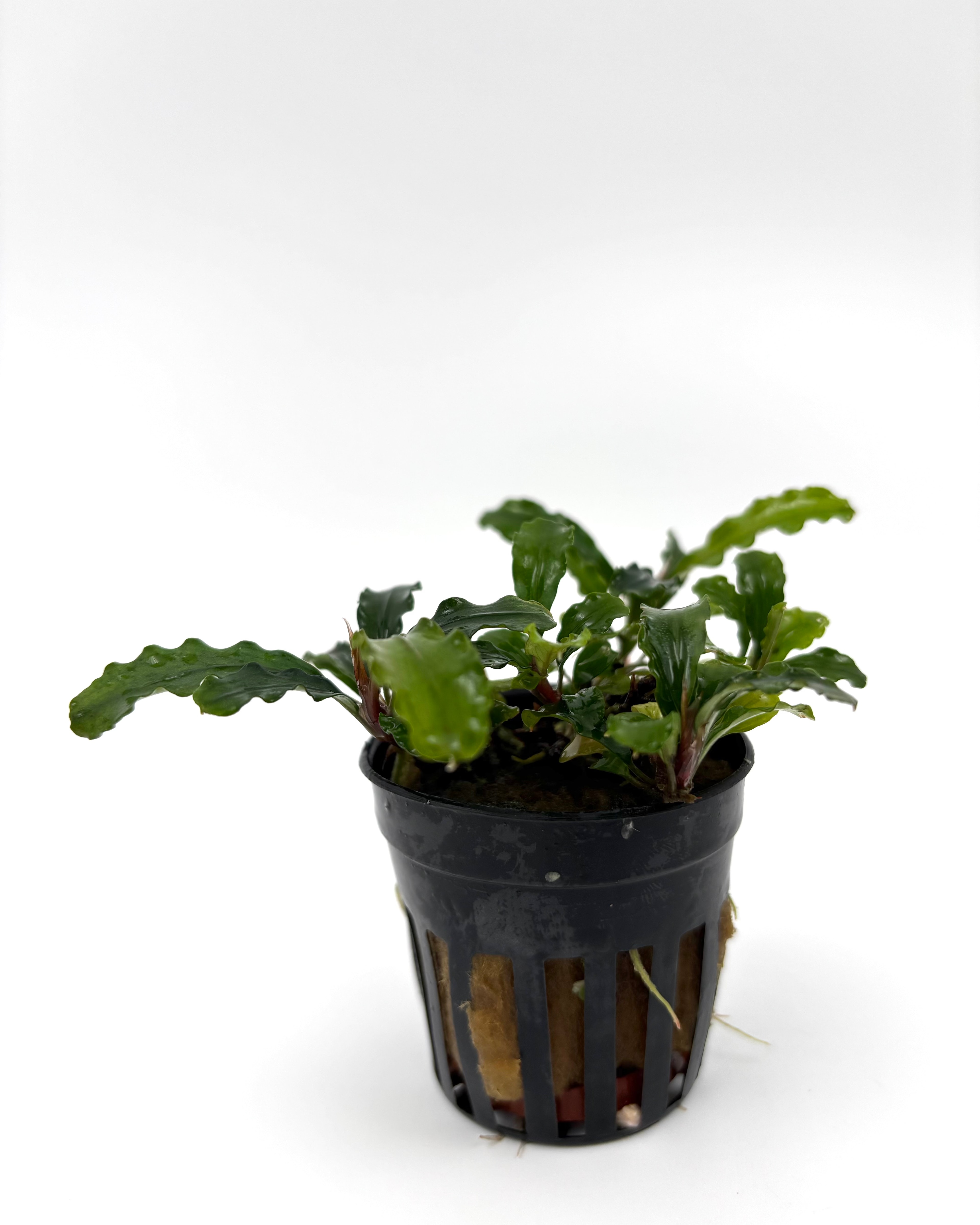 Bucephalandra green velvet