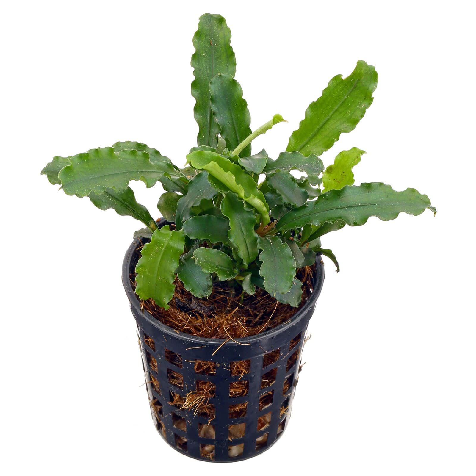 Bucephalandra Sintang