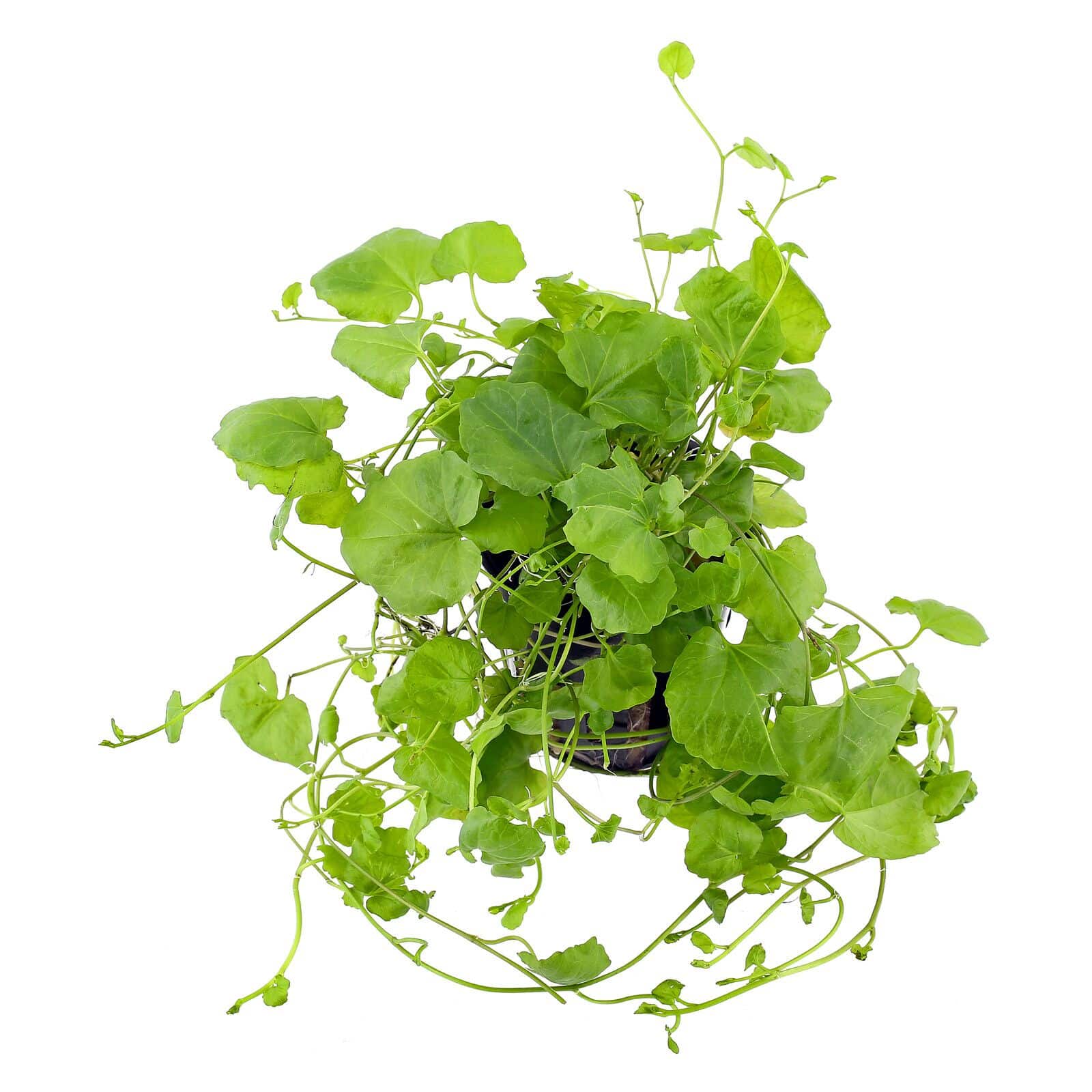 Cardamine Lyrata