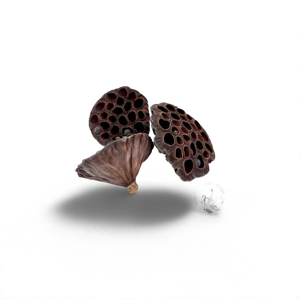 CN Lotus Pods 3x