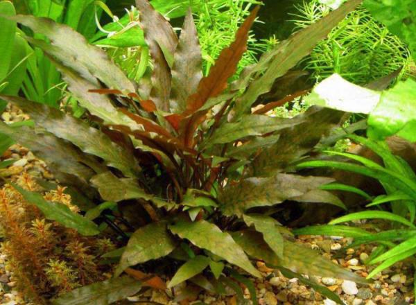 Cryptocoryne Beckettii