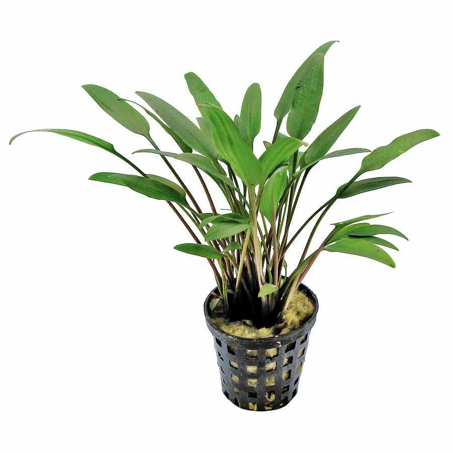 Cryptocoryne Nevellii