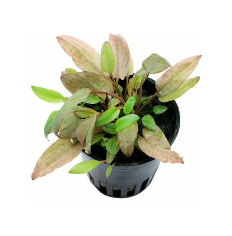 Cryptocoryne Petchii Pink