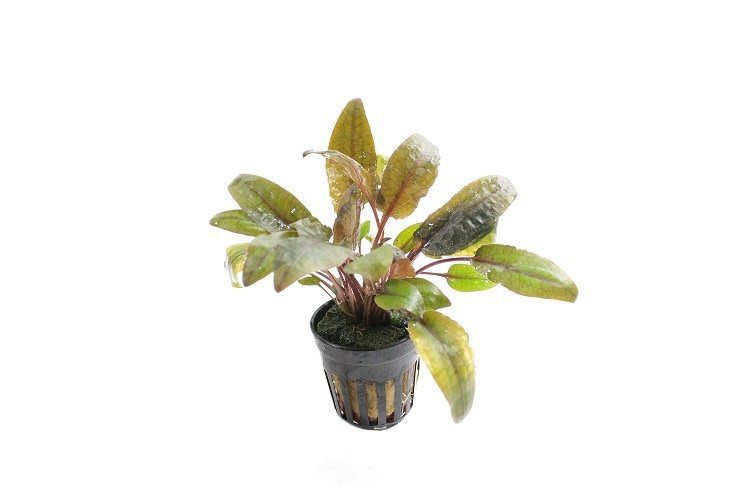 Cryptocoryne walkerii