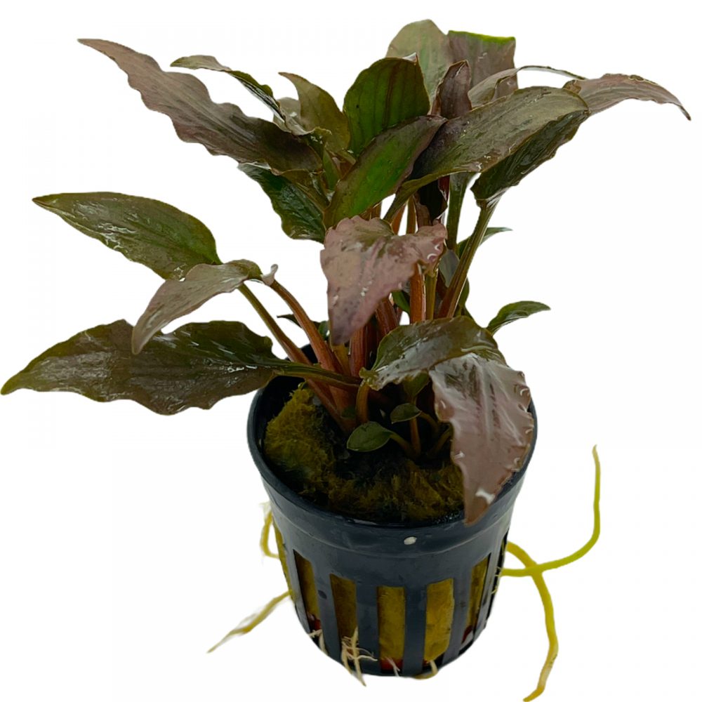 Cryptocoryne Wendtii bruin