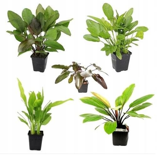 Echinodorus mix MP