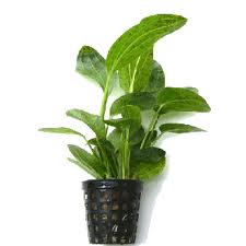 Echinodorus Ozelot groen