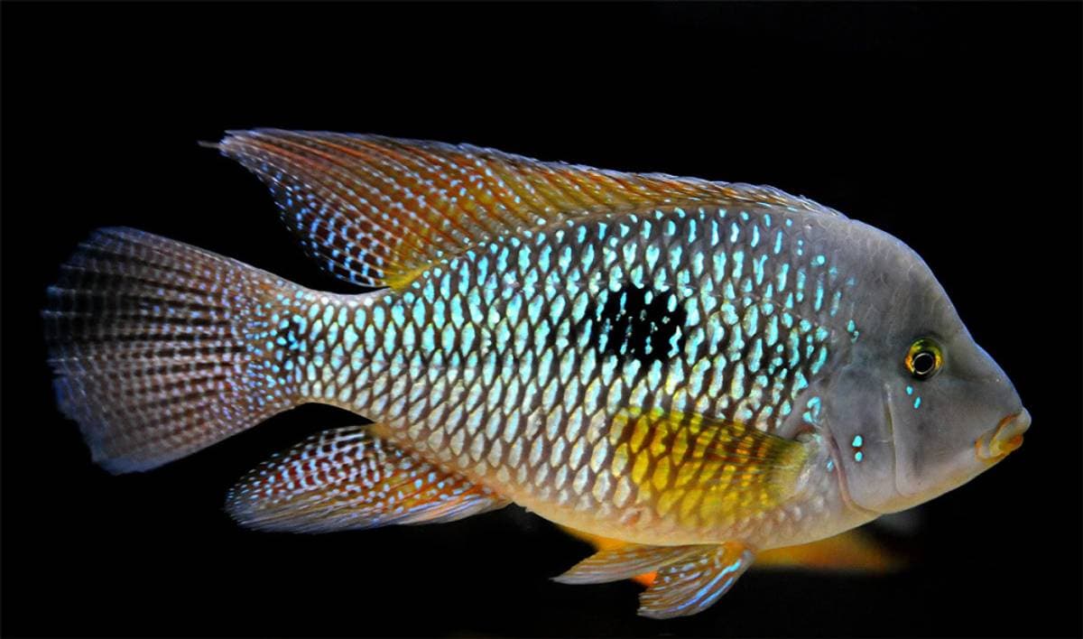 Geophagus Brasiliensis